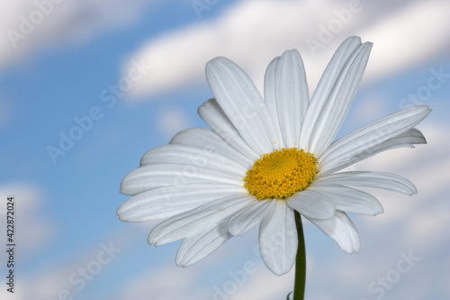 daisy flower against blueand cotton clouds' sky
