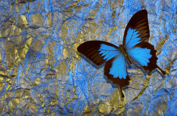 Fototapete Schmetterlinge im Grunge Ulysses Schmetterling Goldener Hintergrund  © Oleksii