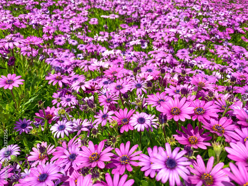 Blooming Cape Marguerite African daisy purple flowers on green background. Purple daisy