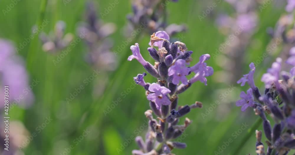 Lavender flower visiter by bees