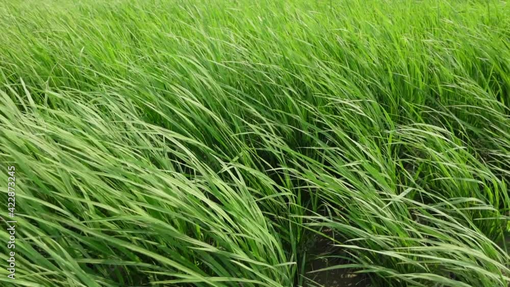 Green paddy plants swaying in the wind. Tall green grass sways in the wind. Green Background. Slow-motion video. Green paddy plants swaying in the wind. Tall green grass sways in the wind. Green Background. Slow-motion video.
