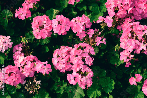 Pink geranium flower blossom in a garden, Spring season, Nature background © nungning20