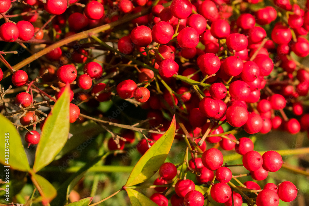red cherries on a branch red cherries on a branch