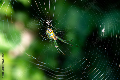 little green spider on web