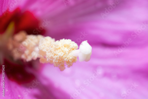 close up of pink flower stigma
