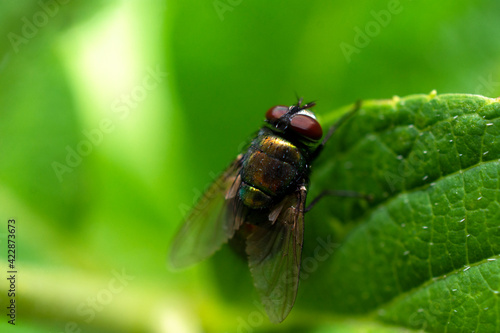 fly on leaf © BeeBatch