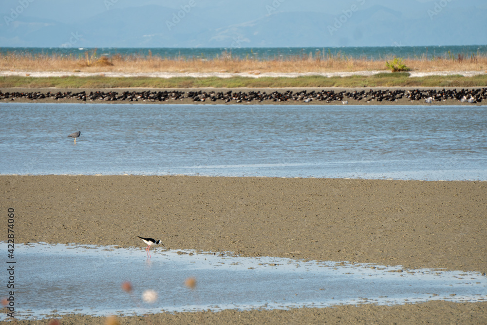 Pied Stilt Wading on Shore in Miranda New Zealand, with copy space Pied Stilt Wading on Shore in Miranda New Zealand, with copy space