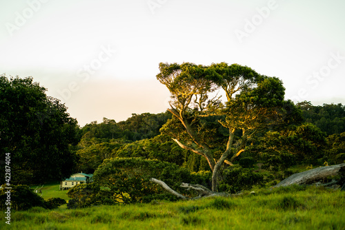 Koa Tree Wood Forest Hawaii Acacia on Mauna Kea Maunakea 