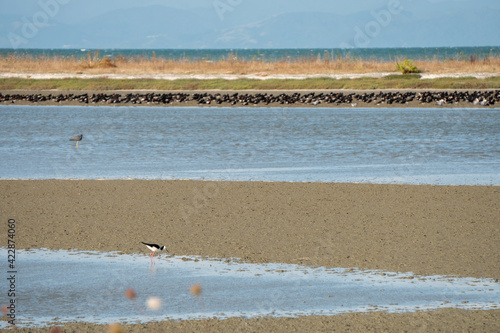 Foto Pied Stilt Wading on Shore in Miranda New Zealand, with copy space