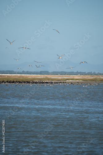 Tableau sur toile Sand Plover Flying above the Shore in Miranda New Zealand