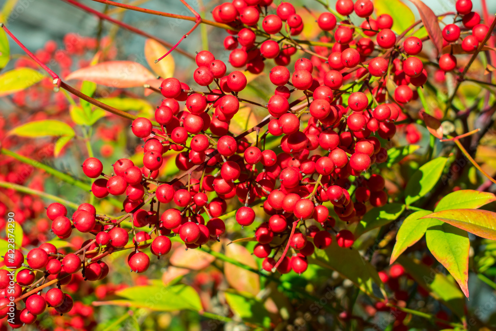 red berries of a currant red berries of a currant