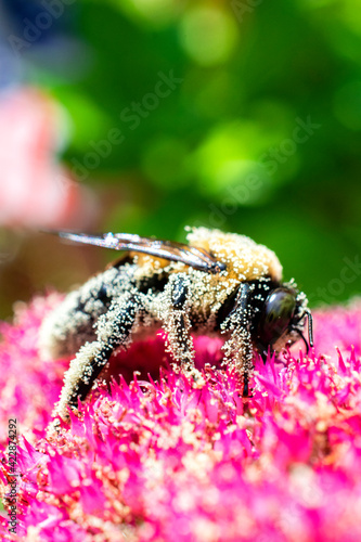 bumblebee on pink flower Fototapet
