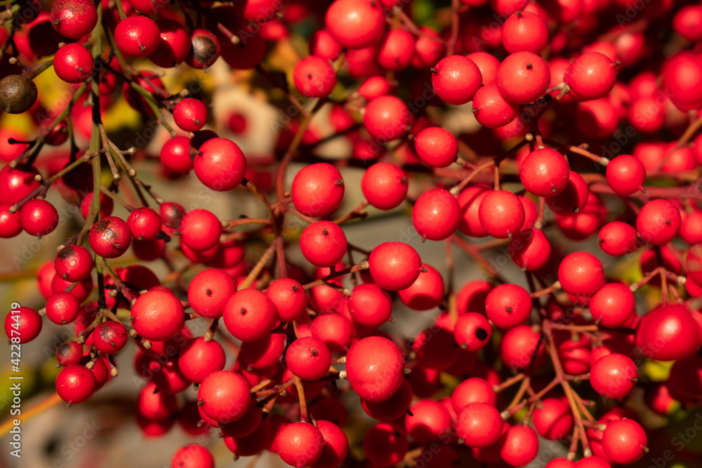 red cherries on a tree red cherries on a tree