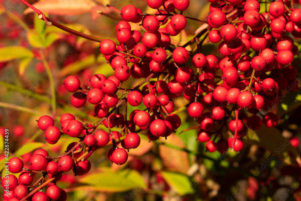 Obraz premium red berries on a branch