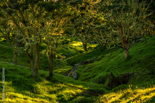 Koa Tree Wood Forest Hawaii Acacia on Mauna Kea Maunakea 