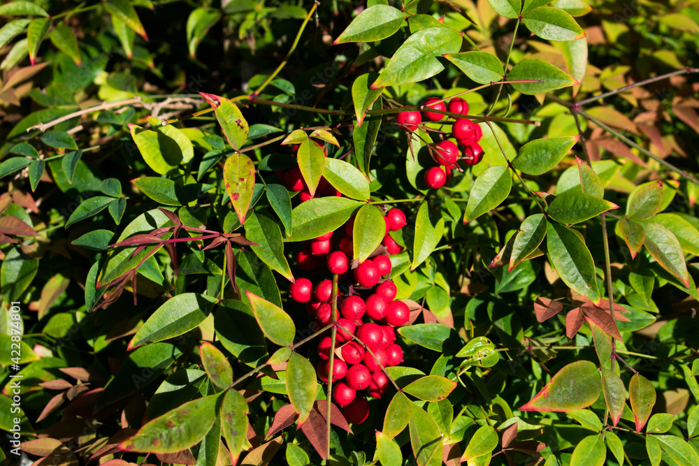 Obraz premium red berries on a branch