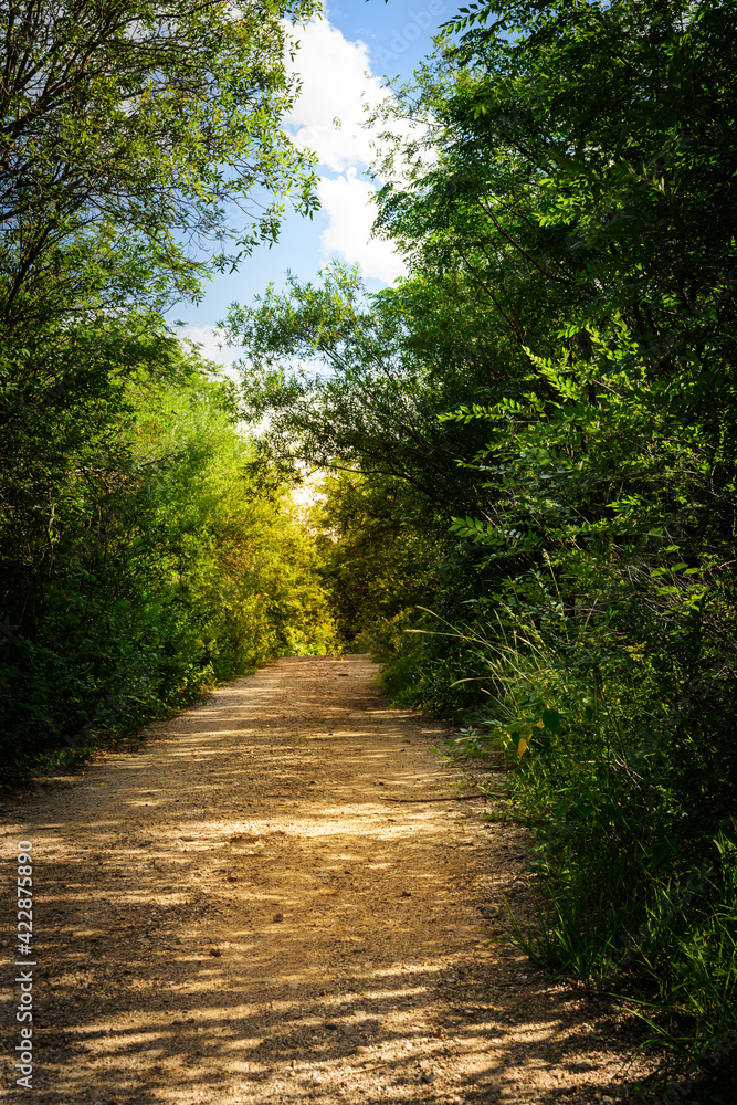 Caminito oscuro en el bosque con cielo celeste y nubes Caminito oscuro en el bosque con cielo celeste y nubes