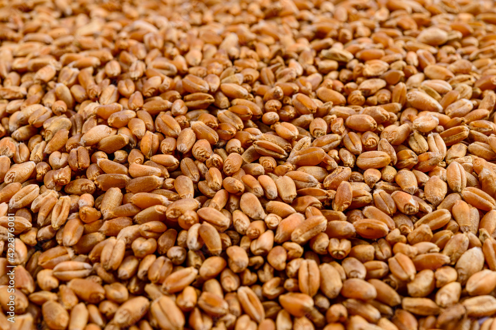 Frame full of wheat in grain. Selective focus. Frame full of wheat in grain. Selective focus.