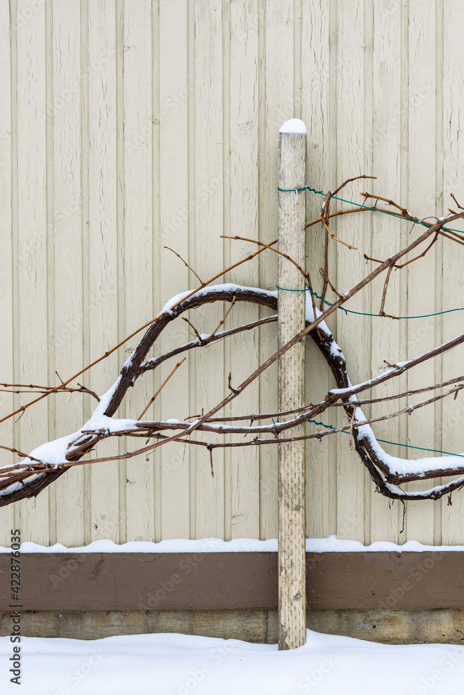Winter environment, grape vines dusted in snow staked up against a brown exterior wall
Winter environment, grape vines dusted in snow staked up against a brown exterior wall