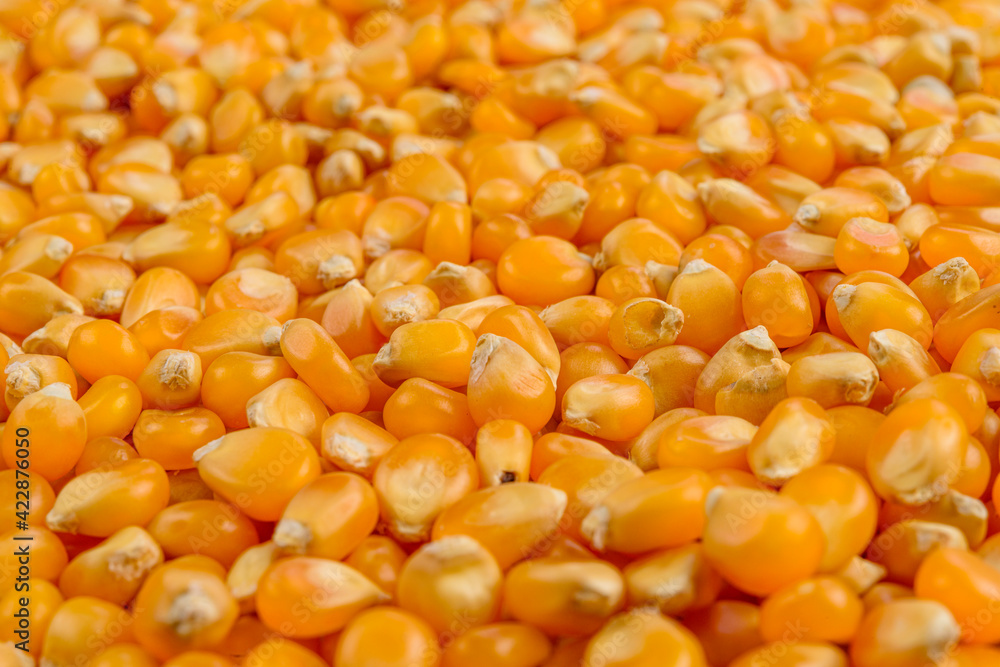 Full frame of corn cereal. Selective focus. Full frame of corn cereal. Selective focus.