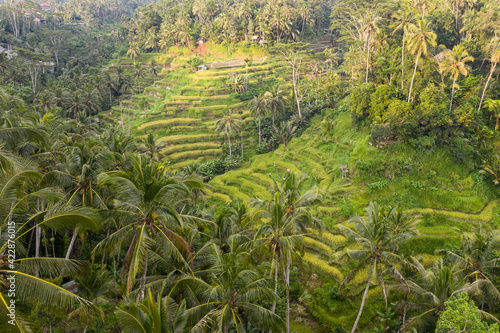 The famous Tegallalang Rice Terraces near Ubud in Bali, Indonesia.
