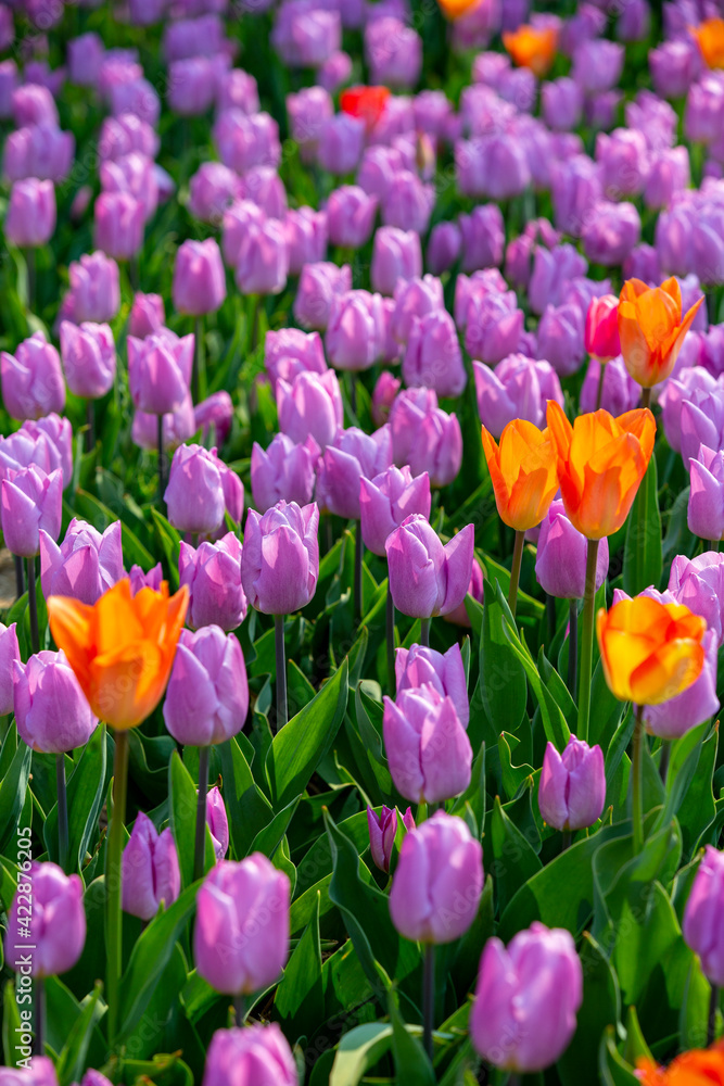 꽃밭에서 아름답게 활짝 핀 튤립