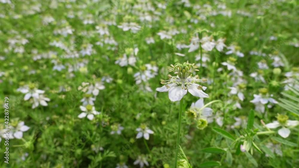 White Nigella sativa flowers are blooming and swaying in the field. White and green flower background. Slow-motion video. White Nigella sativa flowers are blooming and swaying in the field. White and green flower background. Slow-motion video.