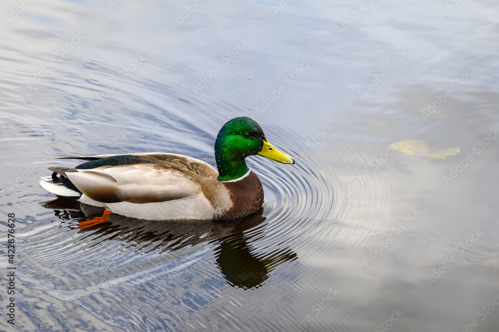 Mallard duck swimming on a peaceful lake with reflection of blue sky and white clouds
Mallard duck swimming on a peaceful lake with reflection of blue sky and white clouds