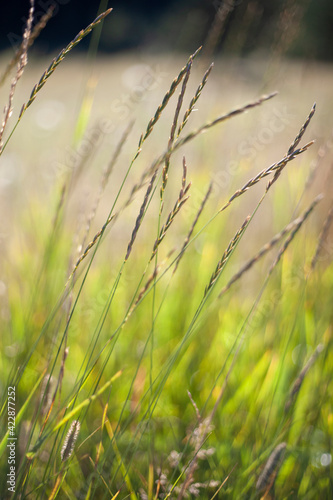 grass in the wind shallow depth of field