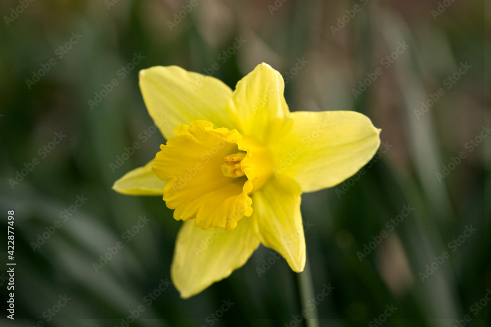 Daffodil in flower in springtime, United Kingdom Daffodil in flower in springtime, United Kingdom