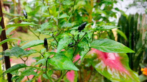 black hot chili peppers on tree