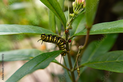 Monarch butterfly caterpillar on asclepia curassavica plant, side by Coccinellids (ladybird) eating aphids