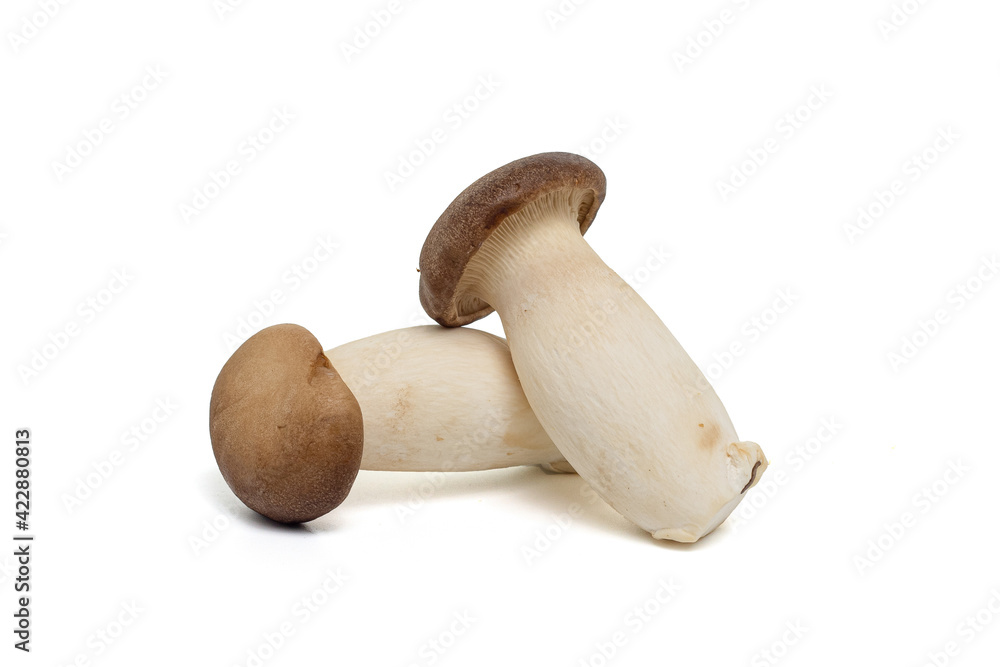 king oyster mushrooms isolated on white king oyster mushrooms isolated on white