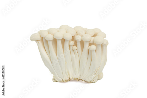 Bunch of white bunapi beech mushroom