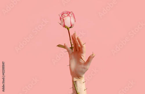 Hand holds a prickly rose with thorns. Creative concept of love, broken heart photo