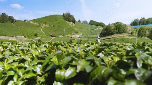 京都　和束の茶畑
