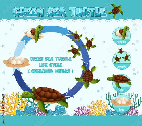 Diagram showing life cycle of Turtle
