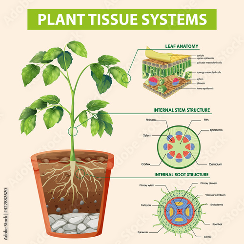 Diagram showing Plant Tissue Systems