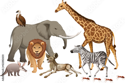 Group of wild african animal on white background