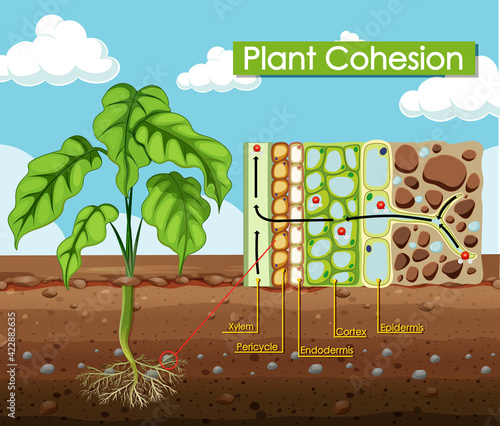 Diagram showing Plant Cohesion photo