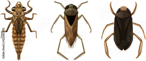 Set of different types of bugs and beetles