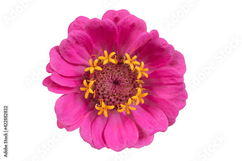 Pink zinnia isolated on white