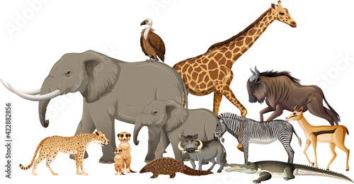 Group of wild african animal on white background