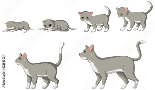 Cat growth stage on white background