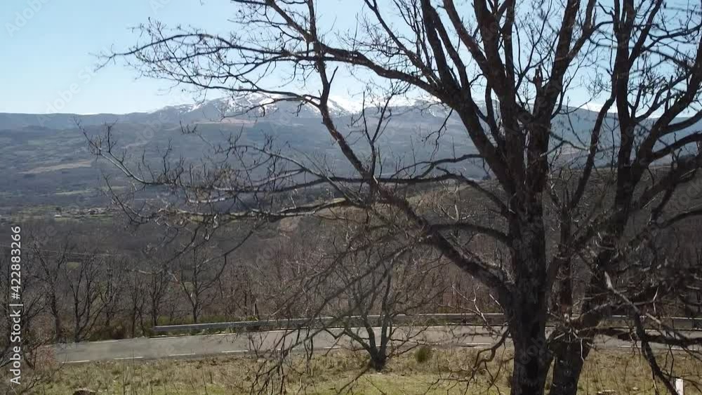 Beautiful landscape with a forest and snowy mountains in the background with a tree in the foreground Beautiful landscape with a forest and snowy mountains in the background with a tree in the foreground