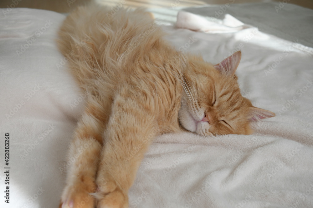 毛布の上で日向ぼっこする猫（マンチカン）