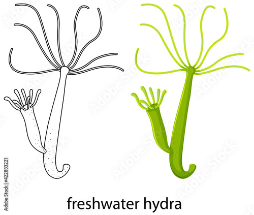 Freshwater hydra in colour and doodle on white background