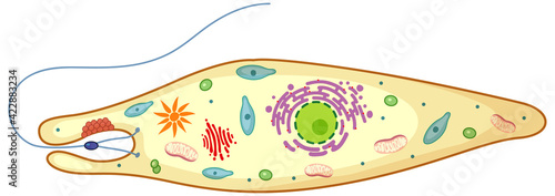Tableau sur toile Euglena isolated on white background