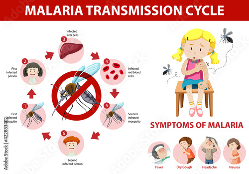 Malaria transmission cycle and symptom information infographic