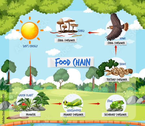 Food chain diagram concept on forest background